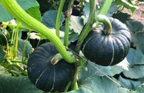 最新吃瓜 网红事件,揭秘近期热门事件背后的真相 第3张 最新吃瓜 网红事件,揭秘近期热门事件背后的真相 第3张